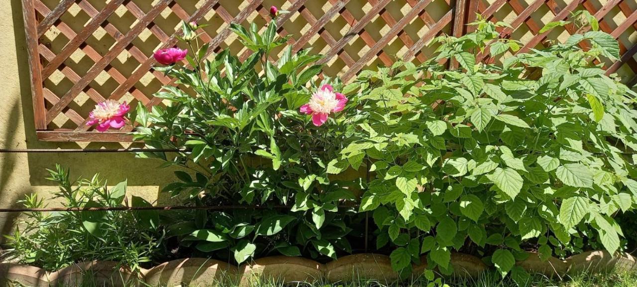 Pensiunea Magnolia 锡比乌 外观 照片