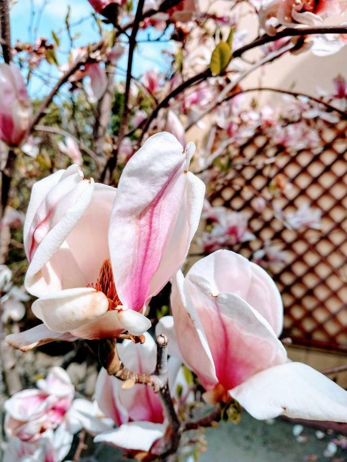 Pensiunea Magnolia 锡比乌 外观 照片