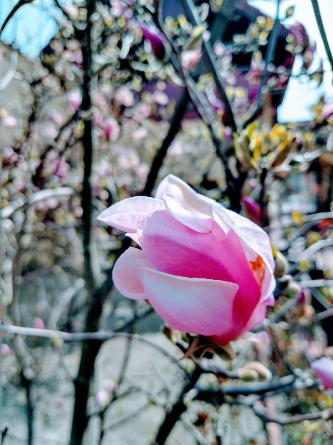 Pensiunea Magnolia 锡比乌 外观 照片